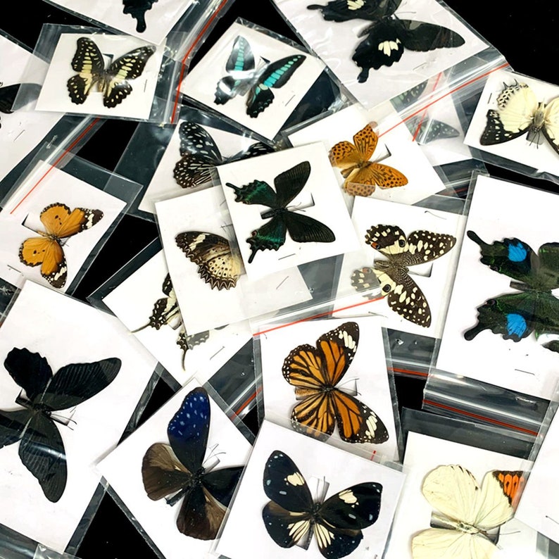 May include: A collection of butterflies mounted on white cards in clear plastic bags. The butterflies are of various colors and patterns, including black, white, blue, green, orange, and yellow.