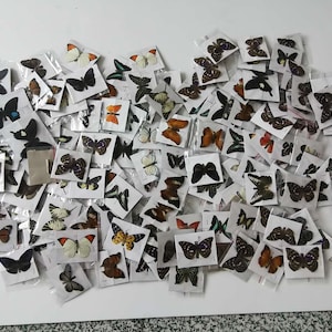 5-100PCS Real Butterfly Specimen Taxidermy Insect Butterflies Decor Happy Birthday Gifts DIY Home Decoration Living Room Collection Art imagem 10