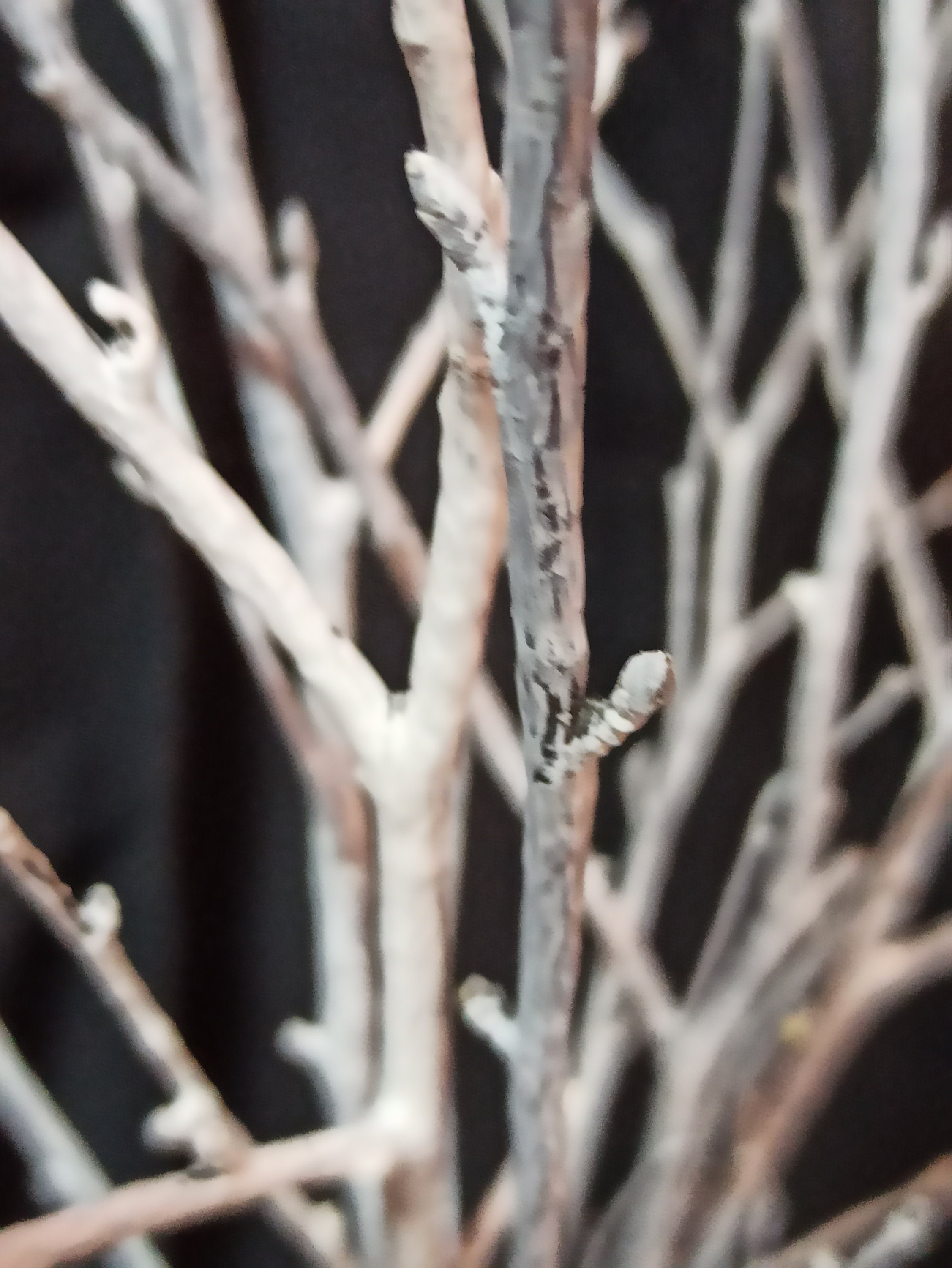 White birch twigs. Forest finds Etsy