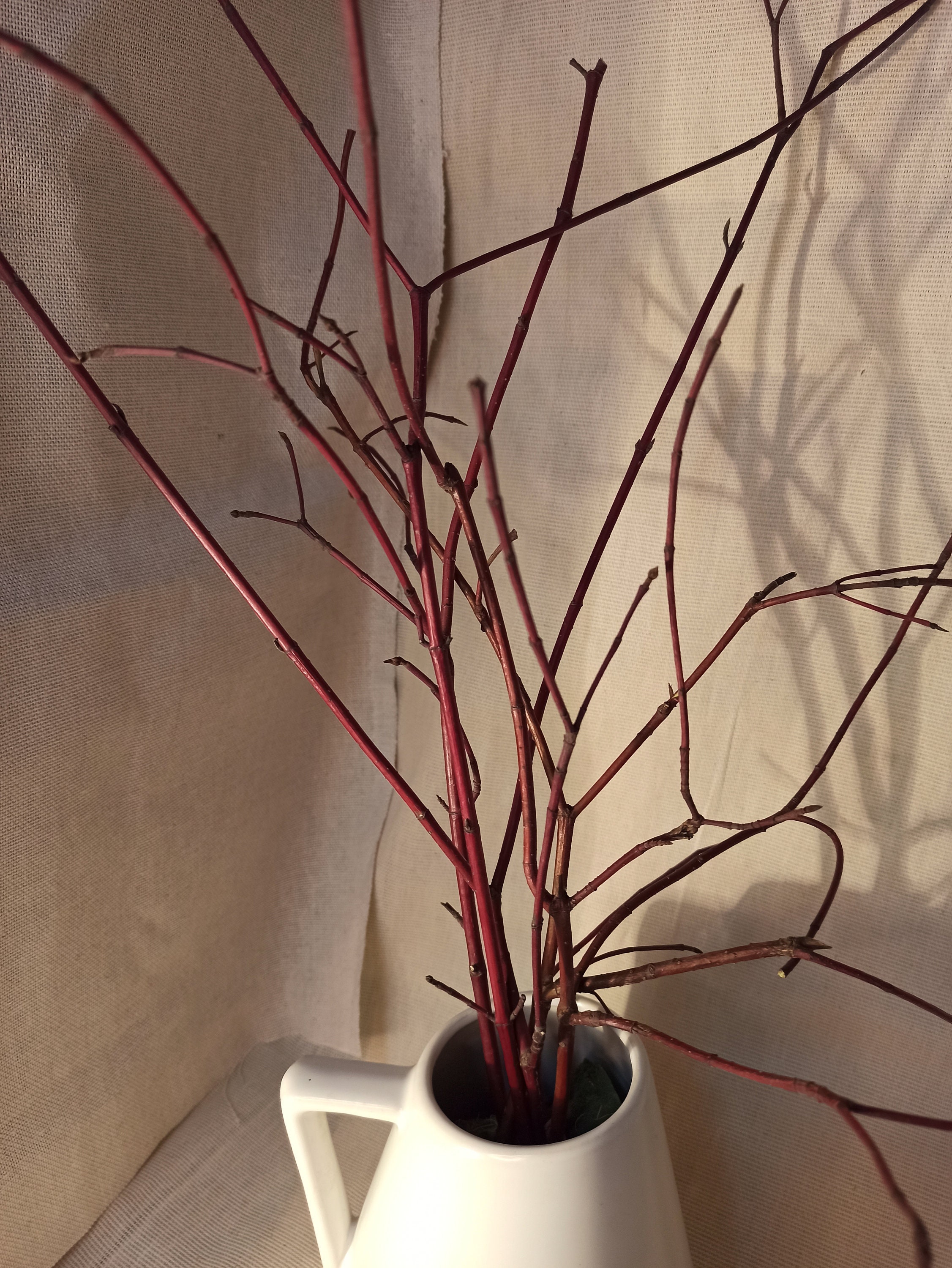 Natural red shrub branches. Unpainted. Red decor of branches. Etsy