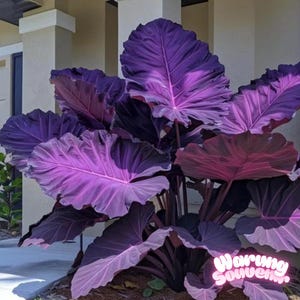 Op de afbeelding: Een close-up van een grote plant met brede, dieppaarse bladeren. De bladeren hebben opvallende nerven en een fluweelzachte textuur, met enkele bladeren die een roodachtige tint vertonen. De stelen zijn donker bordeauxrood van kleur, buiten.