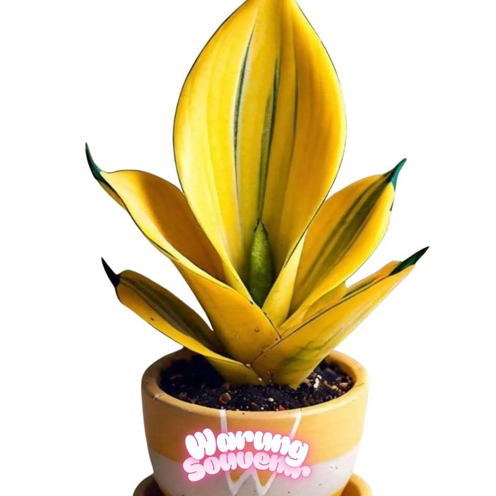 Sansevieria seed - Etsy sterreich