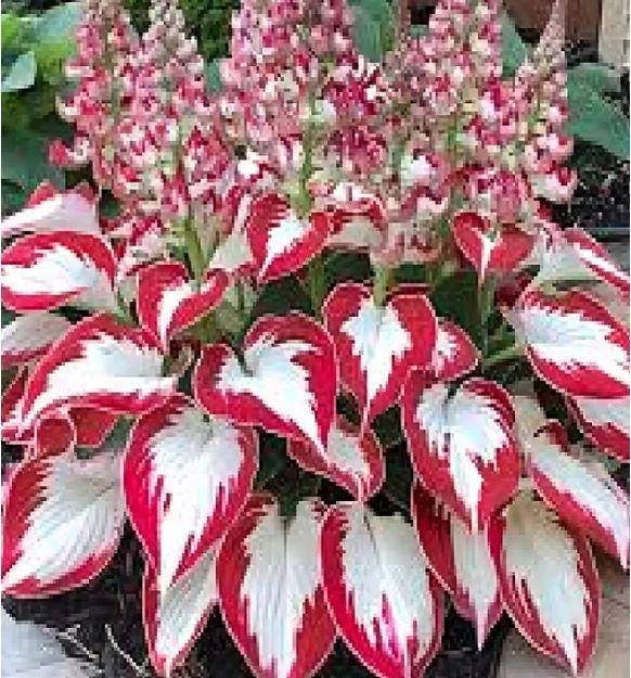 その他多肉植物 vegas and Hayford Set of 10 plants each Rare Hosta Seeds: White Leaves With Red Edge - Etsy