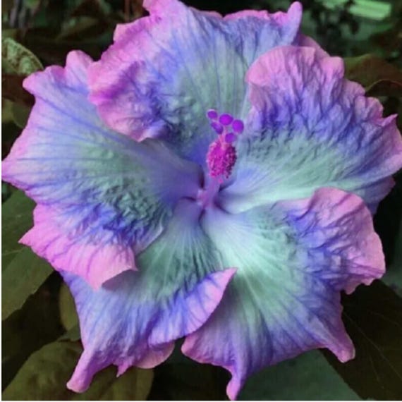 20 Pink Purple Blue Hibiscus Seeds Perennial