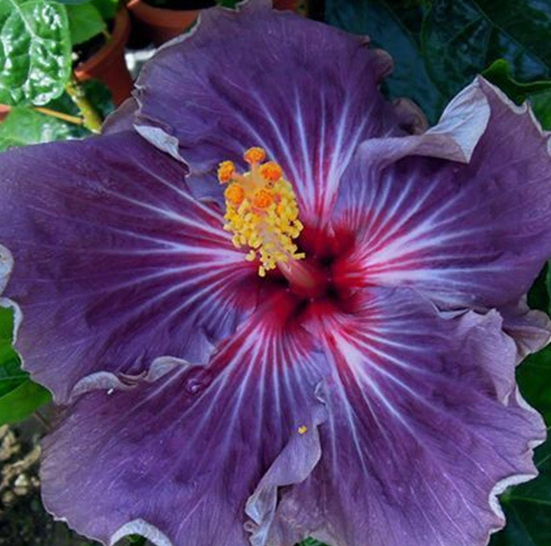 20 Red Purple Orange Hibiscus Seeds Flower Tropical Garden Hardy Perennial 2-275 20 Red Purple Orange Hibiscus Seeds Flower Tropical Garden Hardy Perennial 2-275