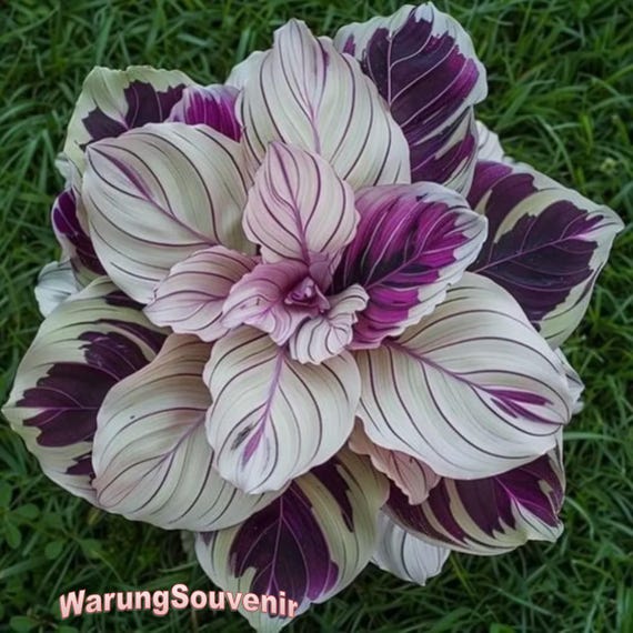 24 semi di rara bellezza viola Calathea - Piantagione in giardino - Etsy  Italia