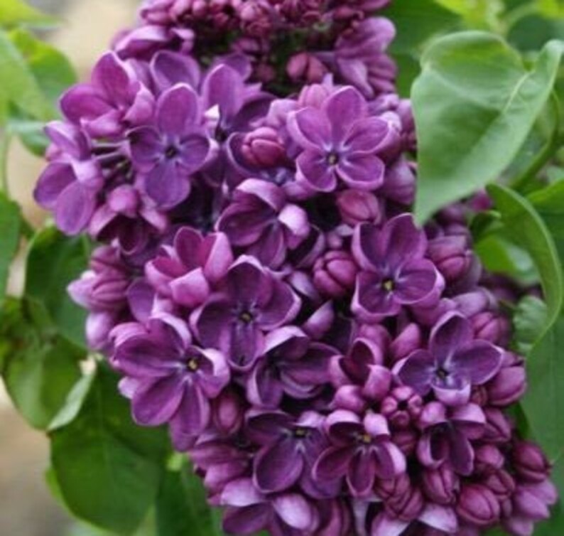 25 of Purple Lilac Perennial Seeds Tree Fragrant Flowers Etsy
