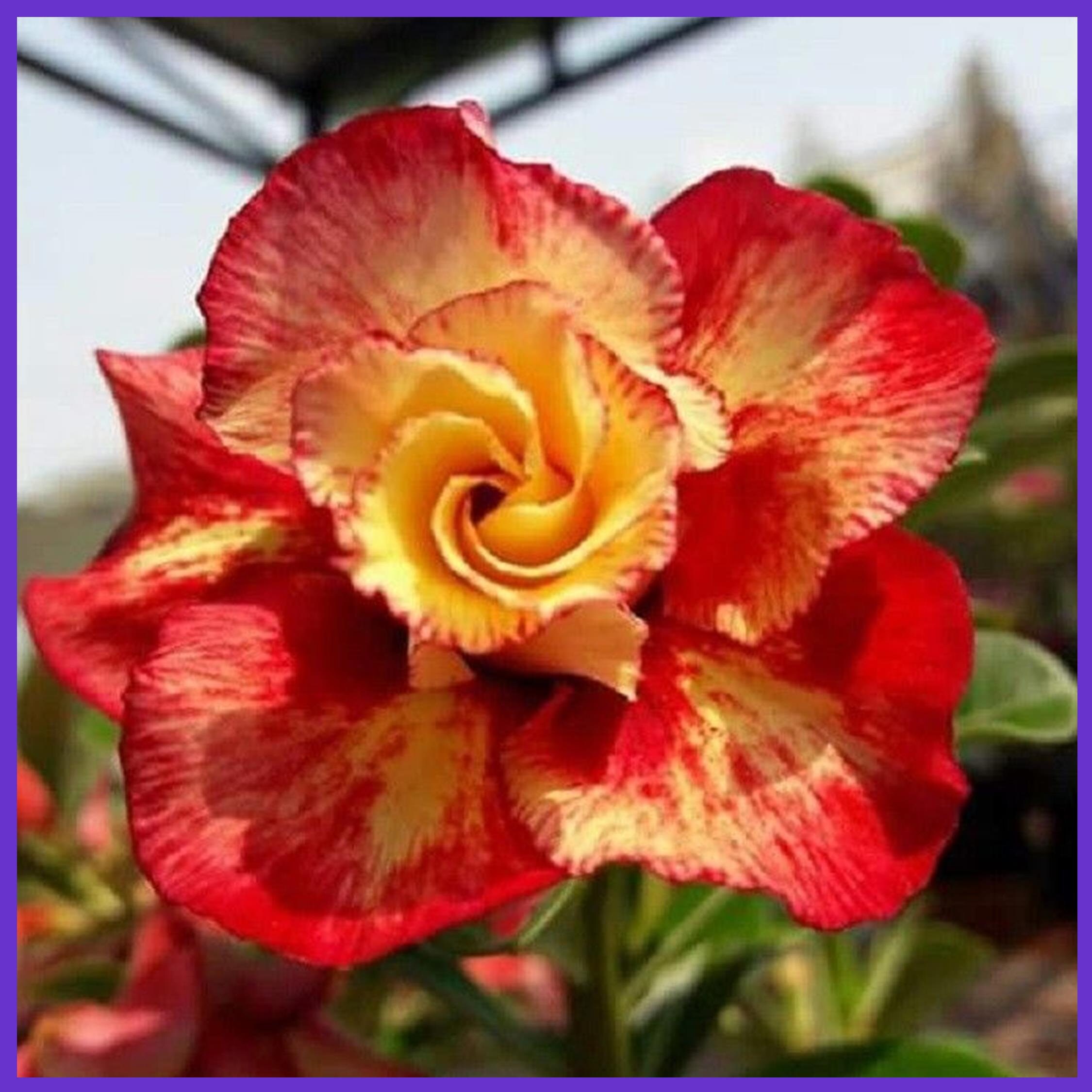 ANDR Desert Rose Many Color 4 Seeds Adenium Obesum Flower Etsy