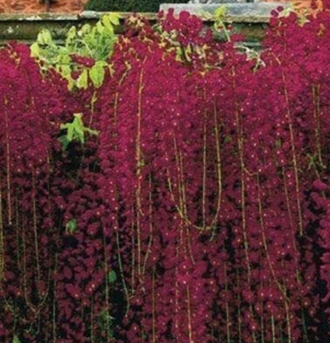 Best Red Black Dragon Wisteria Perennial Flowers Seeds 5 | Etsy