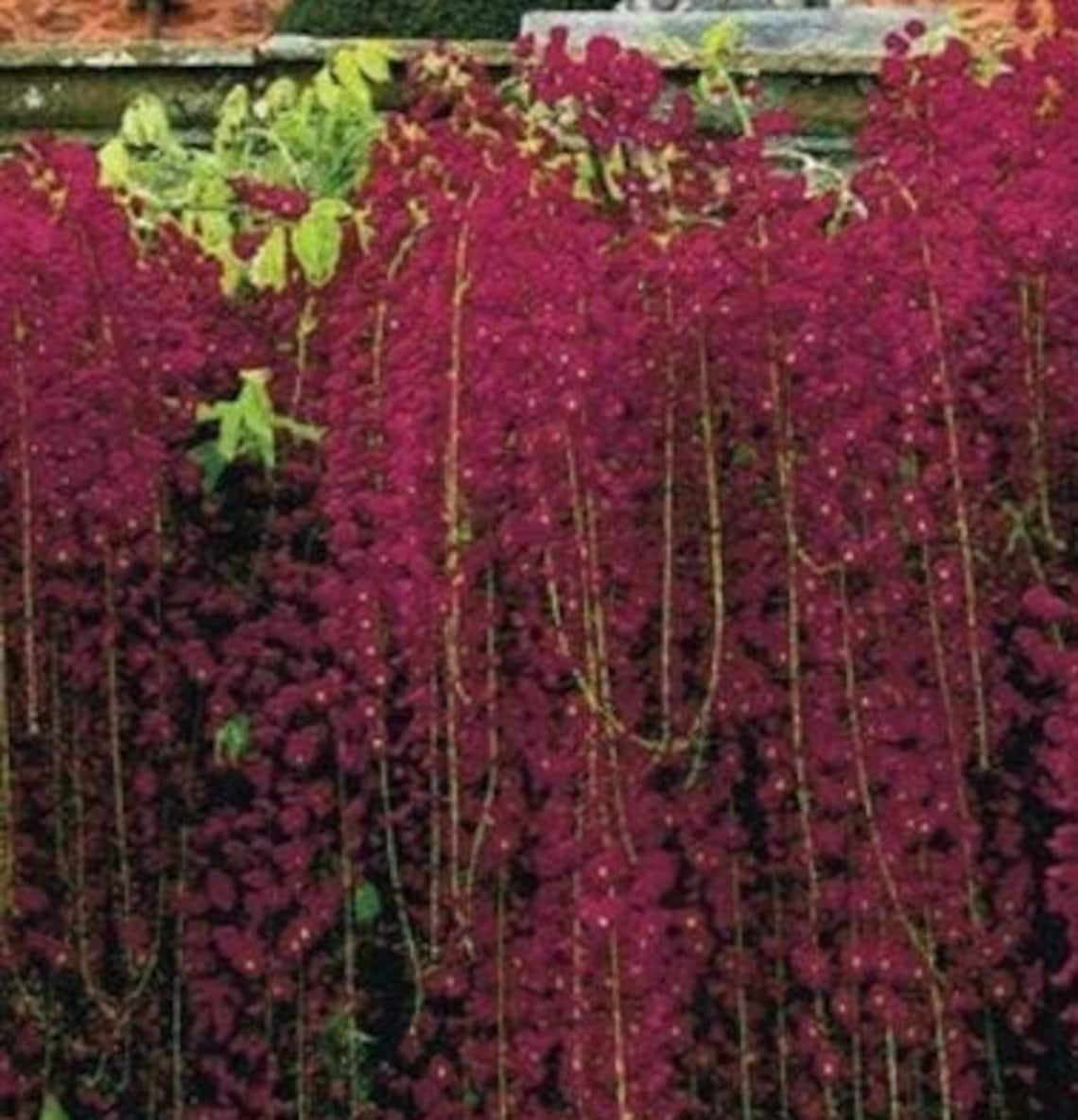 Best Red Black Dragon Wisteria Perennial Flowers Seeds 5 | Etsy