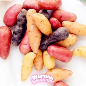 Może przedstawiać: Kolekcja kolorowych ziemniaków o różnych kształtach i rozmiarach. Ziemniaki mają kolory od czerwonego i fioletowego po żółty i brązowy. Niektóre są długie i smukłe, inne bardziej okrągłe. Zdjęcie zrobione z góry.