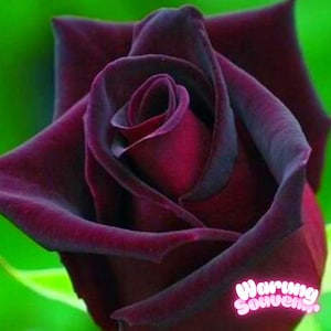 Puede incluir: Primer plano de una rosa burdeos oscuro con pétalos aterciopelados. La rosa está en plena floración, mostrando su intrincada disposición en espiral. El fondo es de un verde vibrante, proporcionando un contraste llamativo con la flor oscura.