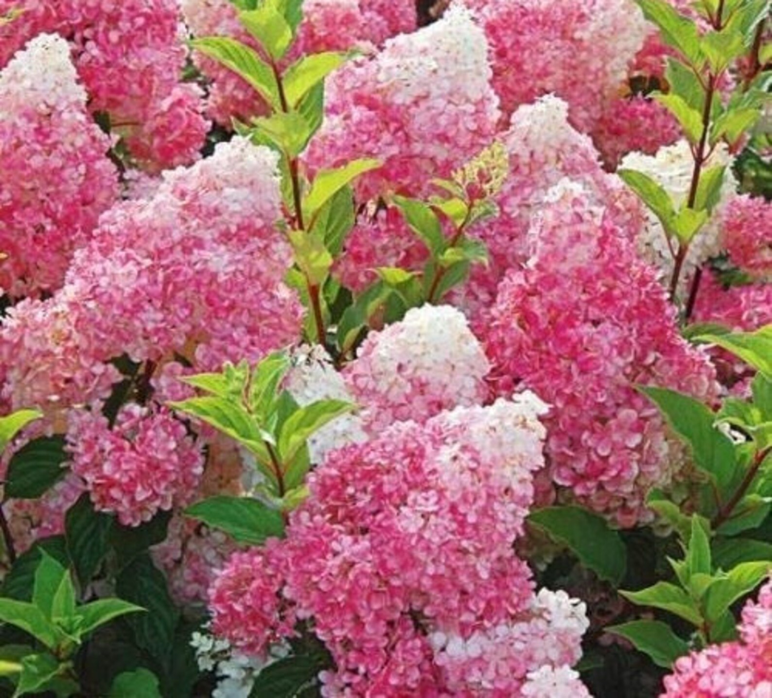 Best Dark Strawberry Hydrangea Shrub Flower Seeds 5 Pcs Etsy