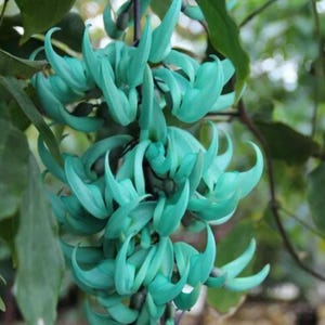 5 nasion kwiatów Jade Vine Strongylodon Macrobotrys - profesjonalne opakowanie, niebieska, pachnąca bylina
