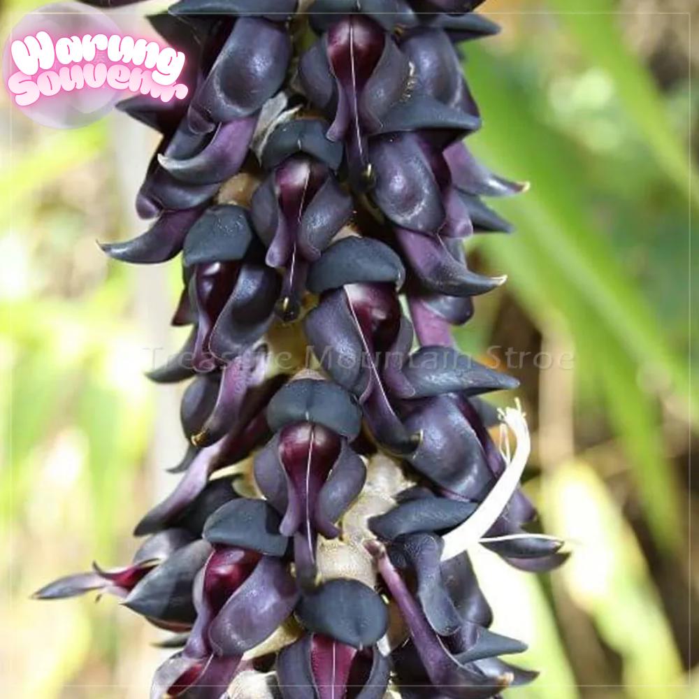 100% Pure Mucuna Pruriens Extract with L-Dopa Powder,200 Grams, Natural