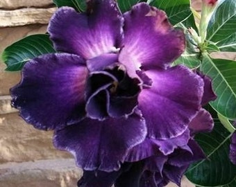 Perennial Seeds - Etsy