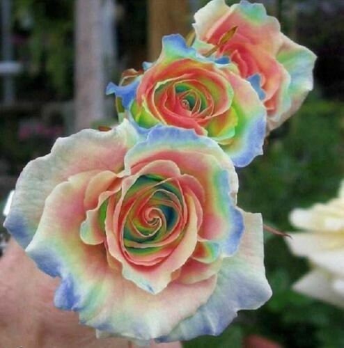 RARE Rainbow - Rose Seeds (10 Pcs) Flowering Bush Perennial