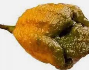 24 semillas de pimiento X: verduras de jardín extremadamente picantes y saludables