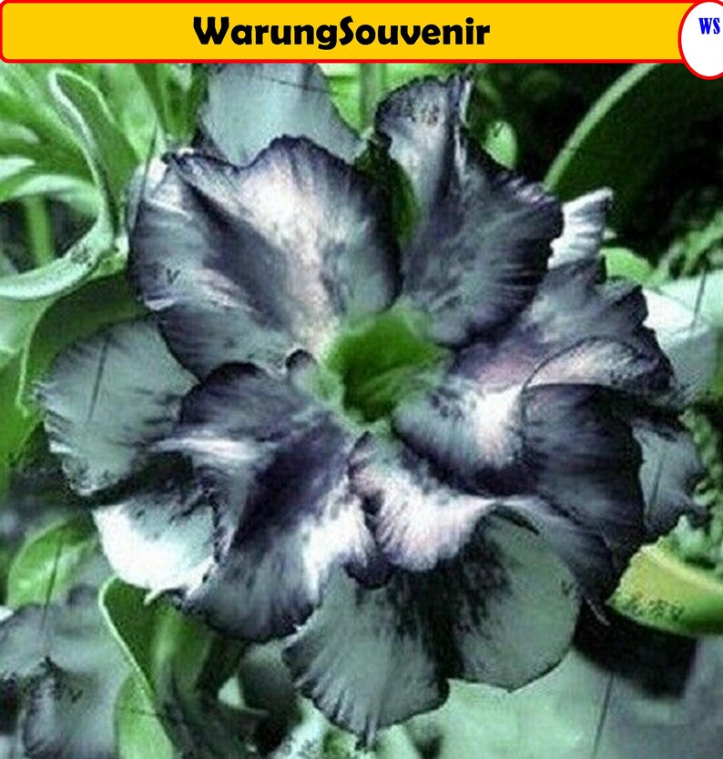 ANDRO Black White Desert Rose 4 Seeds Adenium Obesum Etsy