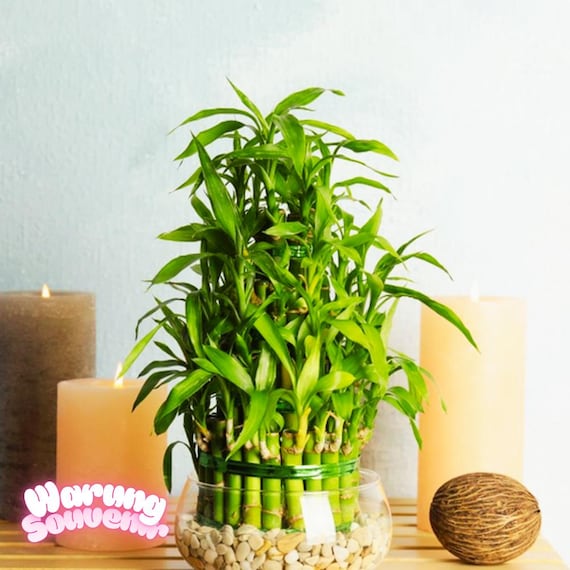 7 of Lucky Bamboo Plant Seeds, Feng Shui, GIFT Wedding Favors, Choose  Potted Seed - Etsy Ireland