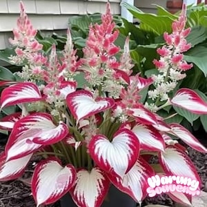 100 of Rare Hosta White Leaves with Thick Red Edges Seeds garden flower Garden
