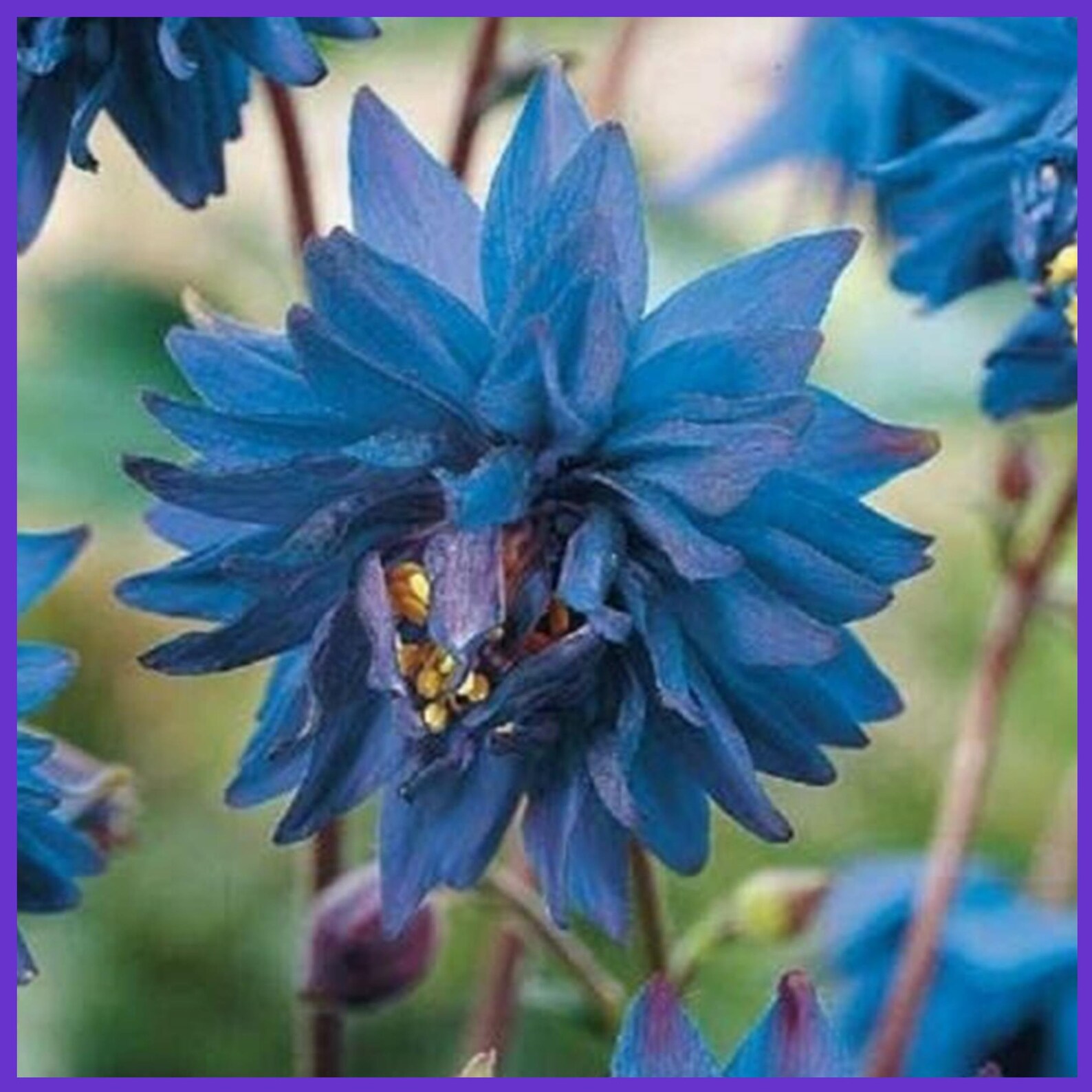 SALE Barlow Blue Columbine Flowers Bloom 50 Pcs Flowering Etsy