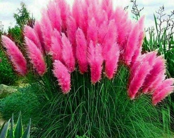 Best Seller PINK Pampas Grass Seeds - Perennial Flowering Oramental Grass