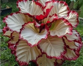 24 of Crimson Burst Calathea Flower Seeds - Garden Planting - Etsy