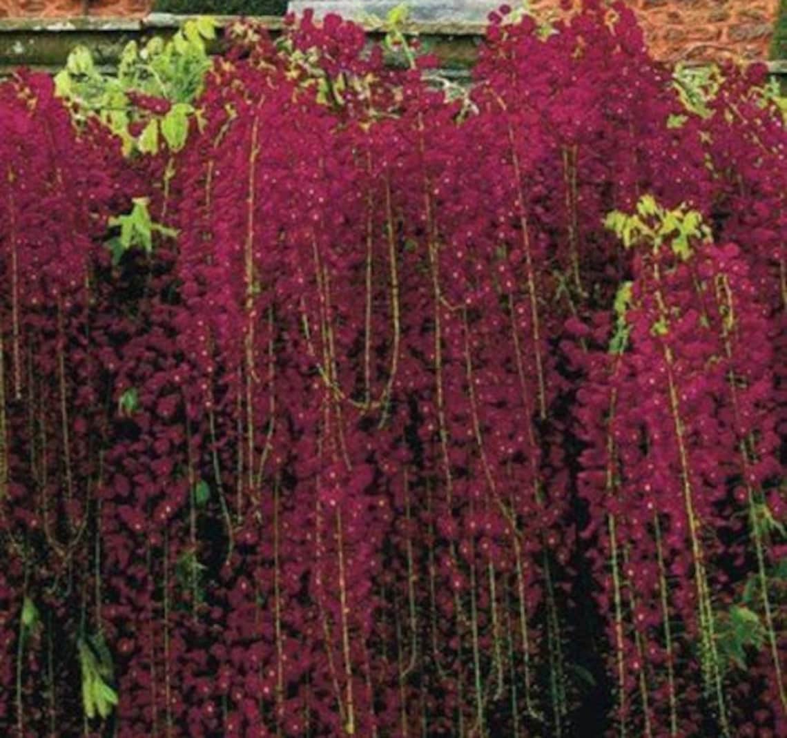 Best Red Black Dragon Wisteria Perennial Flowers Seeds 5 Etsy