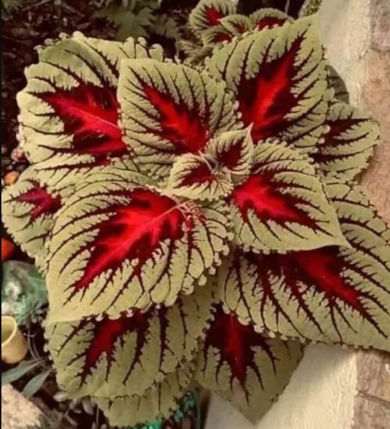 100 of Coleus Seeds Full Color Flower Garden Rare - Etsy
