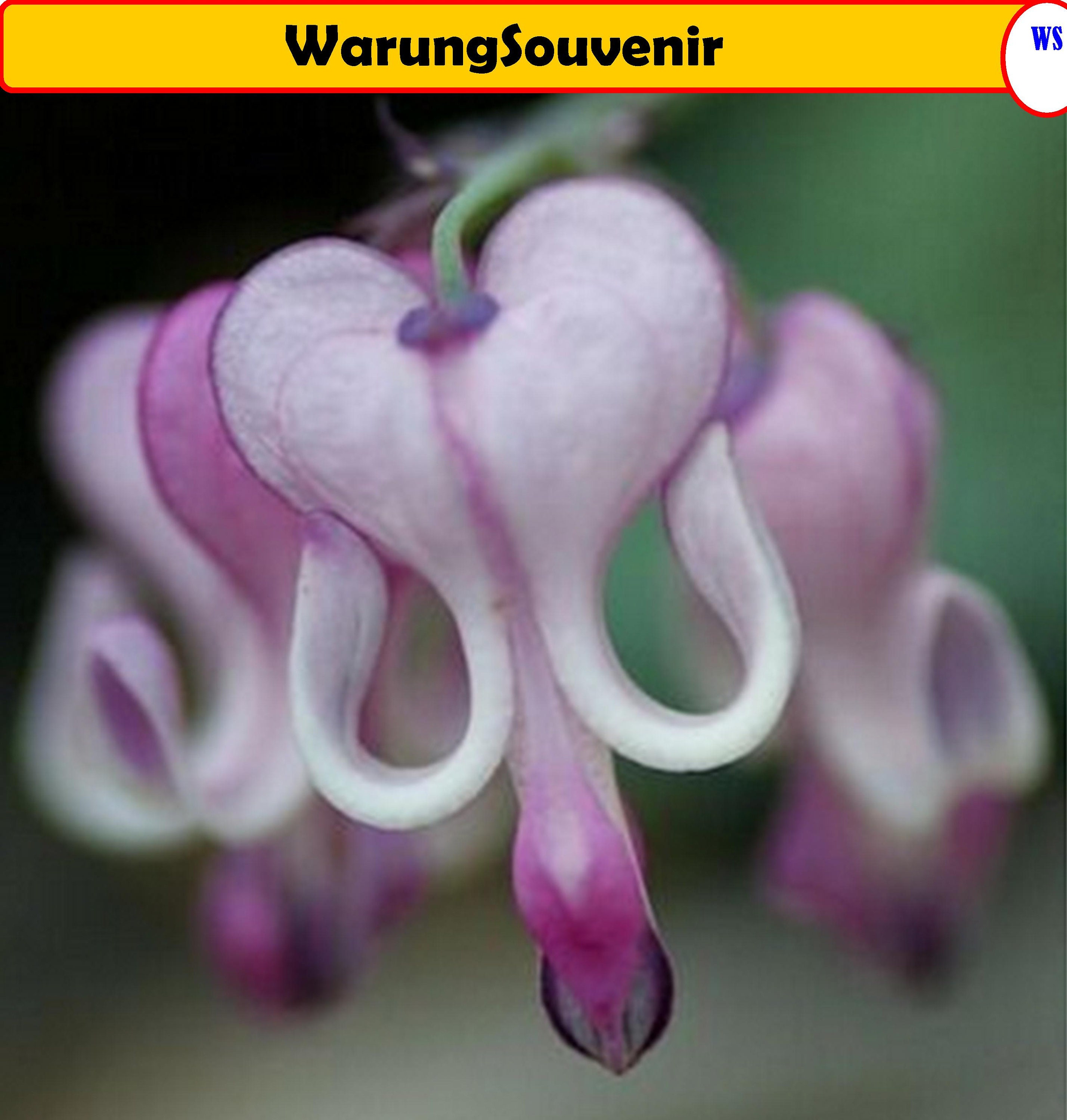 Rare Purple White Bleeding Heart Seeds 25 Pcs Etsy