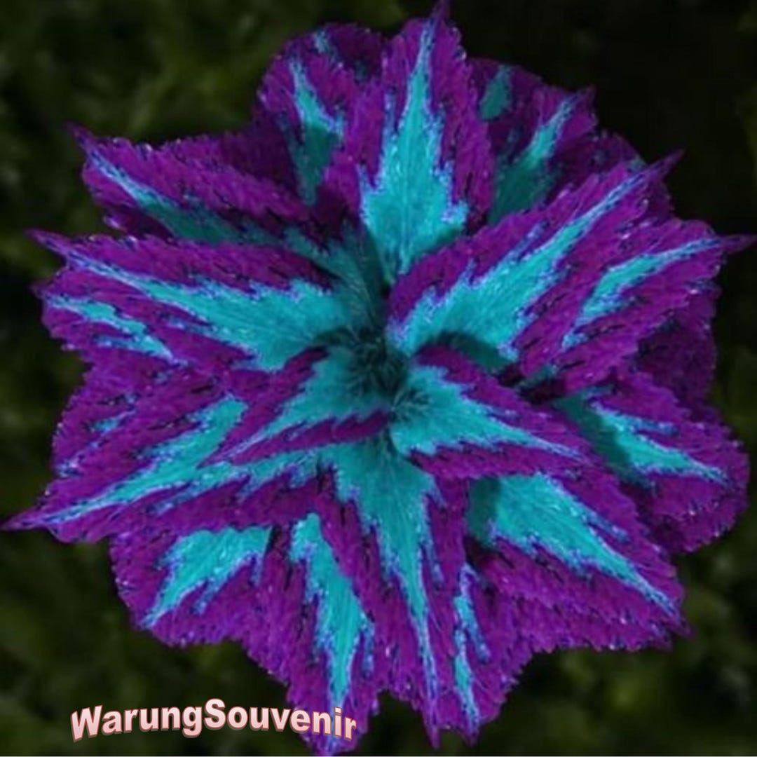 100 of Haiyang Series Blue Coleus Seeds - Featuring Large Purple