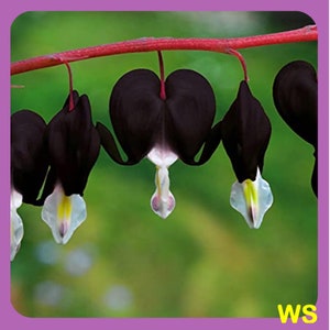 20 de BLACK Bleeding Heart - Sementes de flores Flores Perenes Sombra