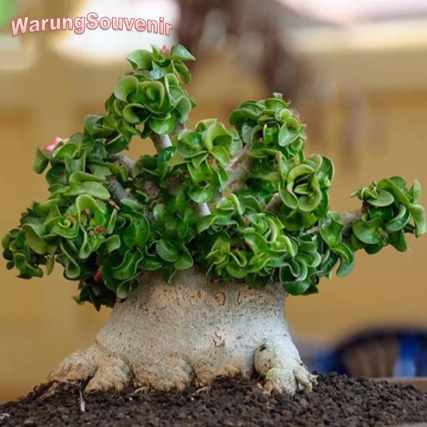 Dorset Horn Adenium - Etsy