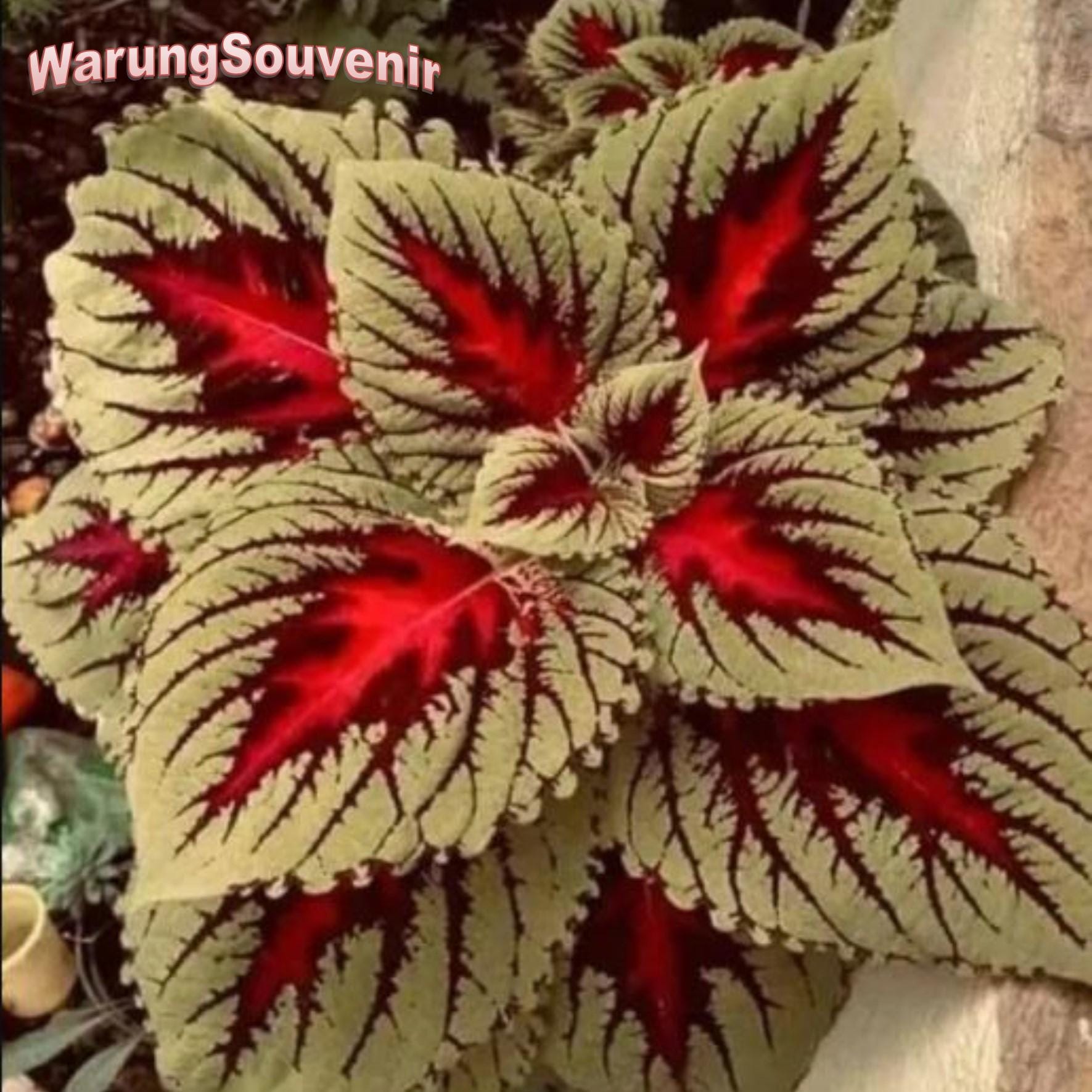 100 of Coleus Seeds - Full Color Flower Garden Rare - Etsy