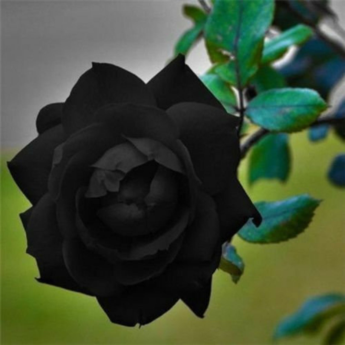 HOT Black Rose Flower Fragrant Shrub Seeds 10 Pcs Bush Etsy