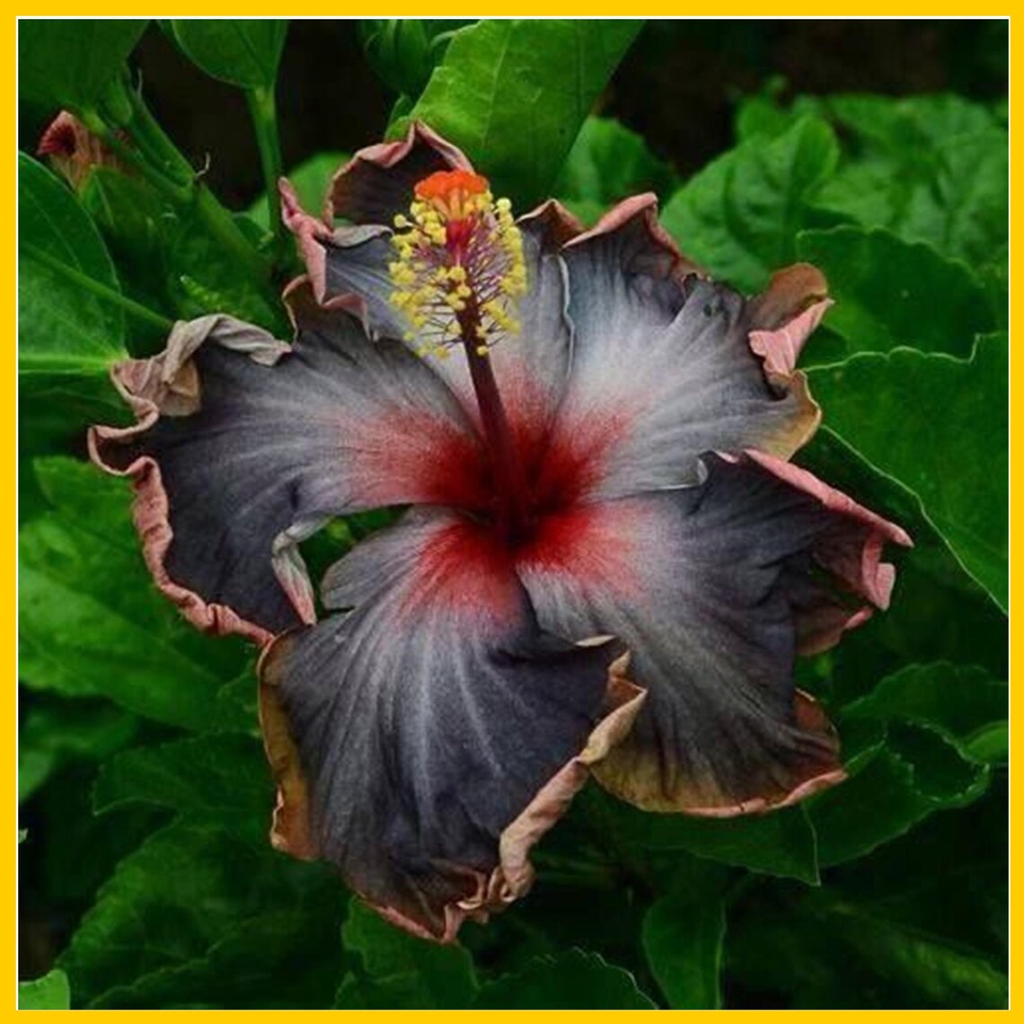 Black Pink Purple Hibiscus Flowers Bloom 20 Seeds Etsy
