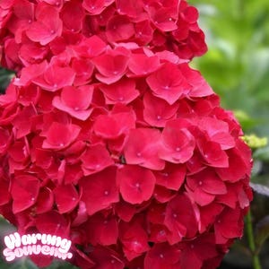 Red Hydrangea Seeds: meerjarige tuinbloem voor potten en borders