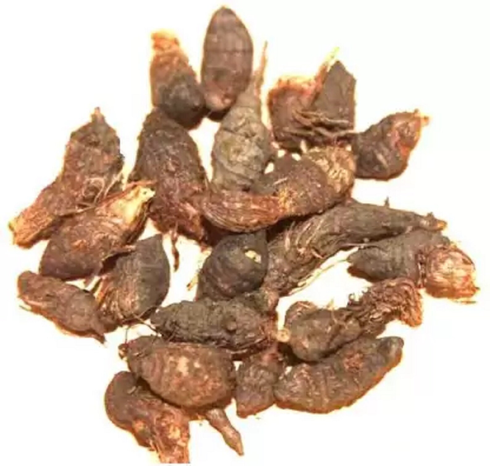 Cyperus Rotundus Nut Grass Root Korai Kilangukizhangu Roots Etsy