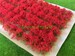 Red Flower Bush - Static Grass Tufts 
