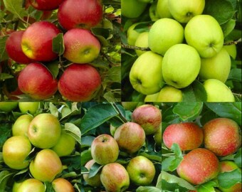 50 Mixed Sweet Apple Seeds Malus Domestica Fresh Fruit Organic S018