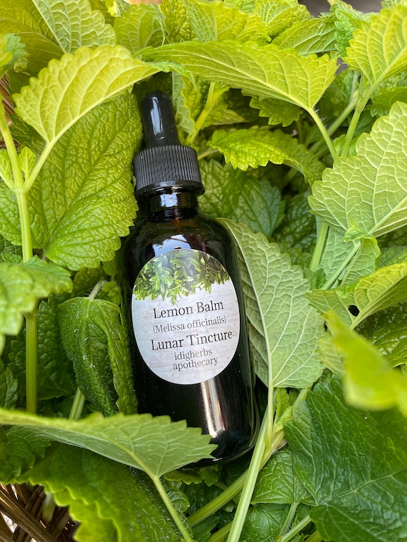 Lemon Balm Tincture Natural Remedy Organic Herbs Lunar Tincture Melissa Officinalis Herbal Homegrown
