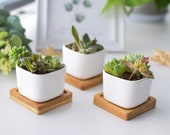 2 quot Set of 3 6 white Ceramic Square Planters pot succulent pot plant vase with bamboo tray for desk decor, Mini container