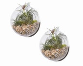 Set of 2 Large Bubble Bowl Glass Wall Vase, Wall Mounted Planter Vase, Indoor Wall Planters for Indoor Wall Gardens