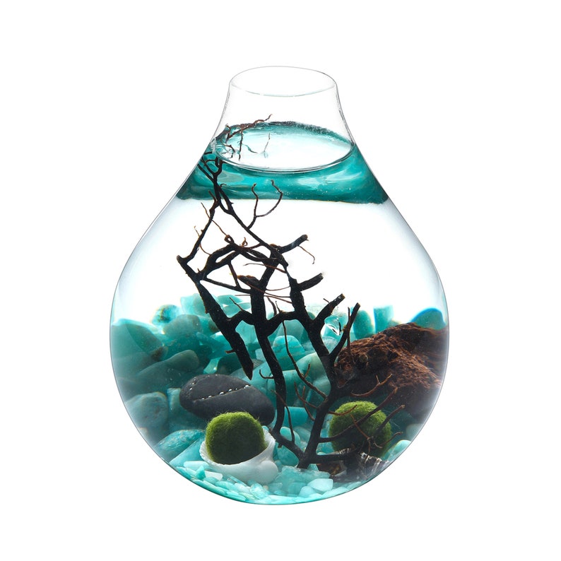 Marimo Moss Ball Terrarium Kit Teardrop Terrarium Glass Etsy