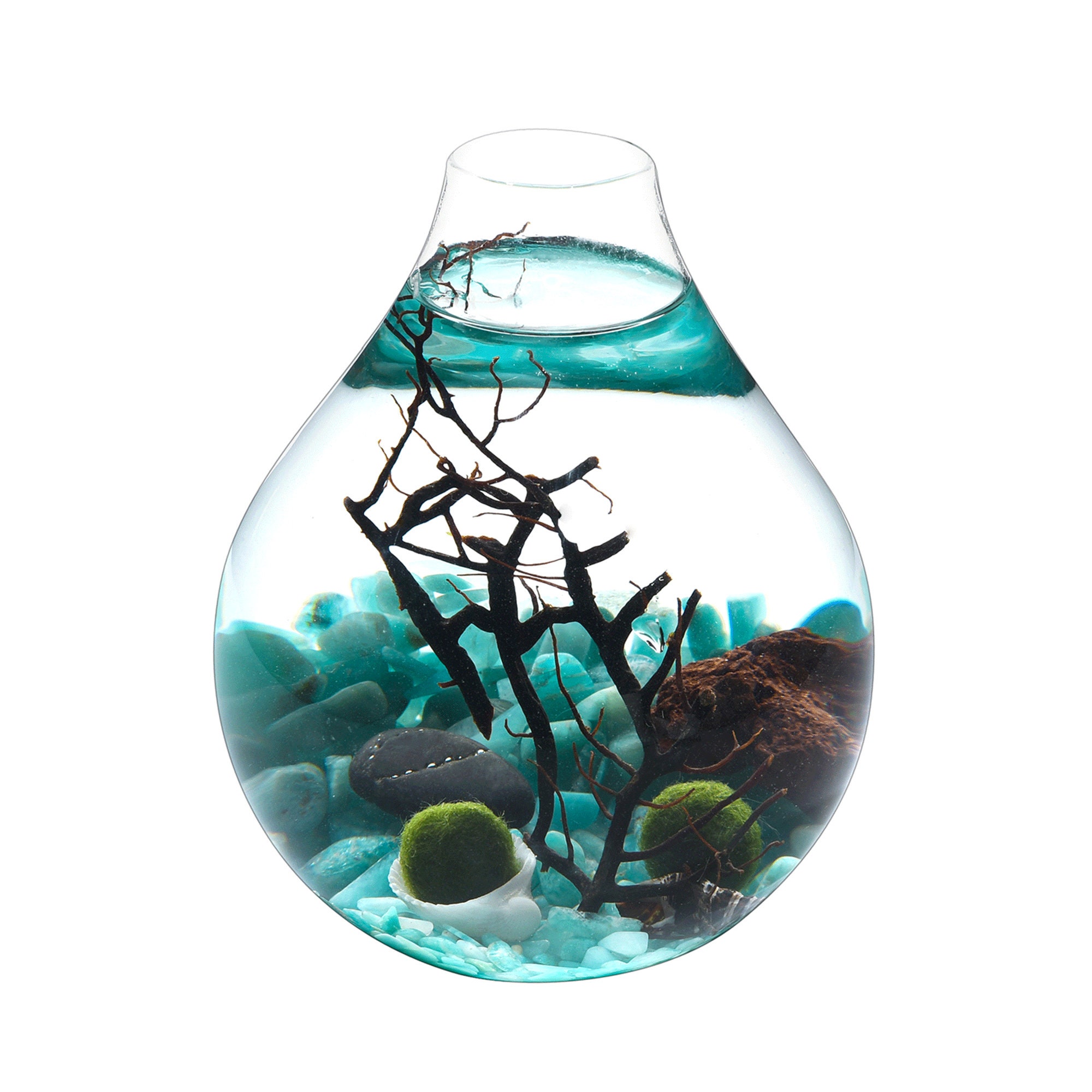 Marimo Moss Ball Terrarium Kit Teardrop Terrarium Glass Etsy