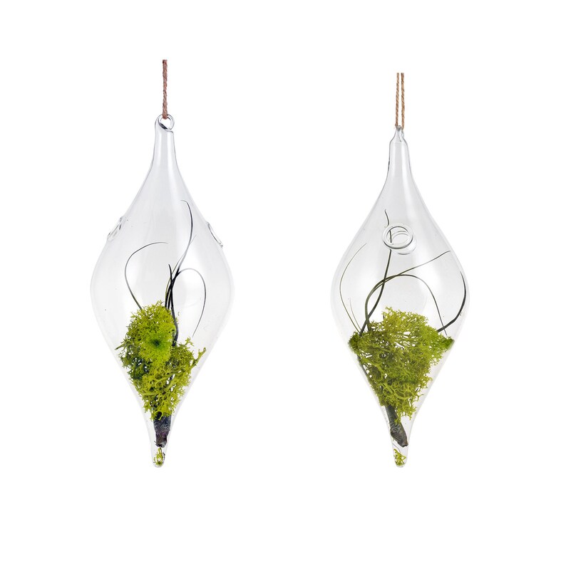 Hanging Hydroponic Garden Plants Glass Vase In Teardrop Shape Etsy