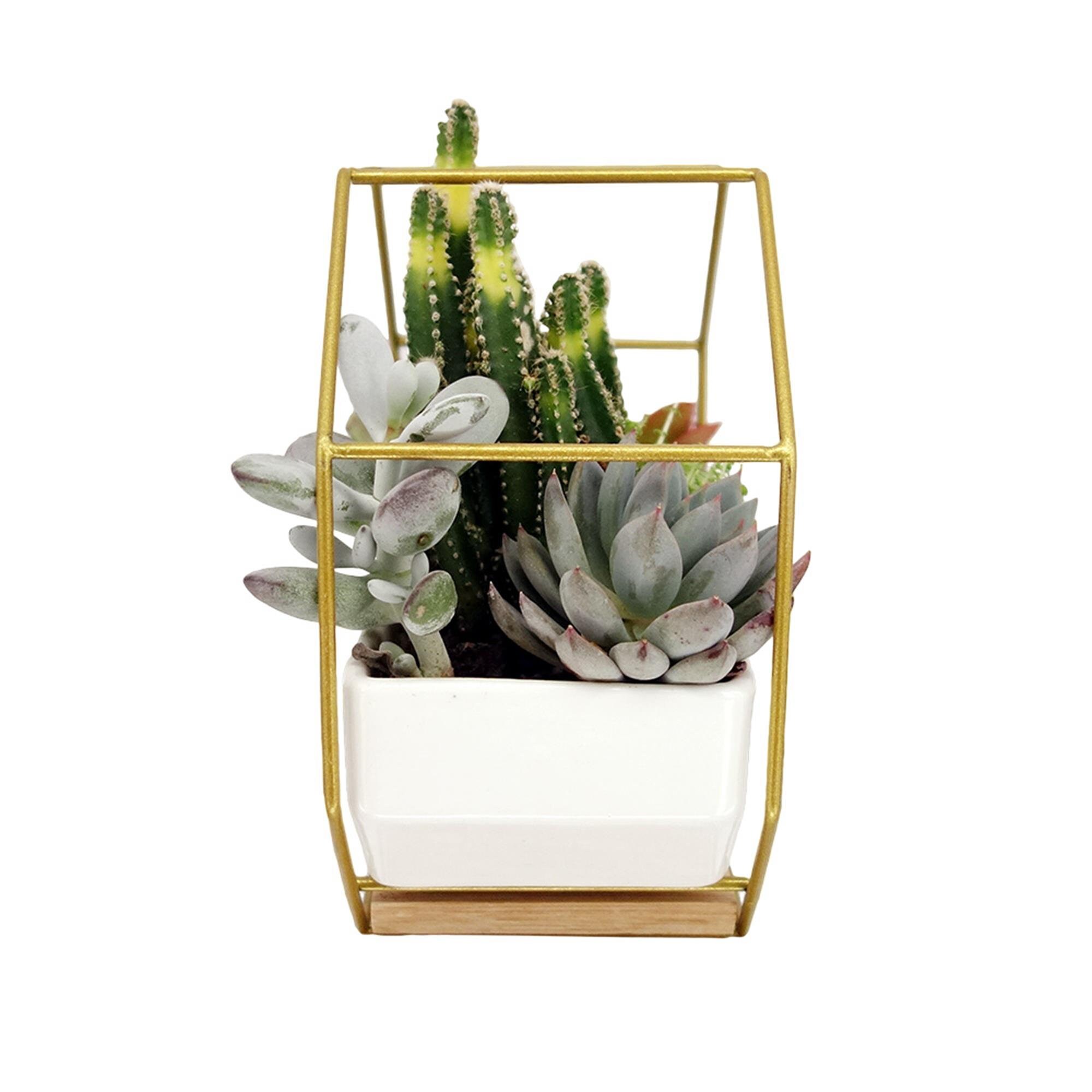 Geometric Wall Planter Hexagon Terrarium Metal Holder With - Etsy