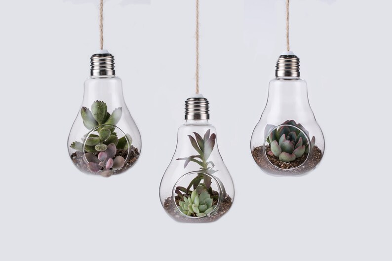Hanging Mini Glass Planter Vase In Light Bulb Shape Succulent Etsy