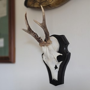 May include: A mounted deer skull with antlers, displayed on a black, ornate plaque. The skull is white, and the antlers are a light brown color. The plaque is mounted on a white wall.